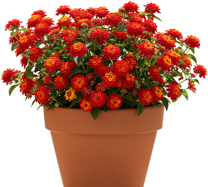 Image of Monstera Deliciosa Plant Image of Monstera Deliciosa Plant